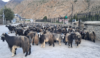 मुस्ताङबाट ३५ करोडभन्दा बढी मूल्यका भेडाच्याङ्ग्रा निकासी