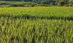 बन्दीपुरका धानबालीमा ब्लाष्ट रोग देखियो