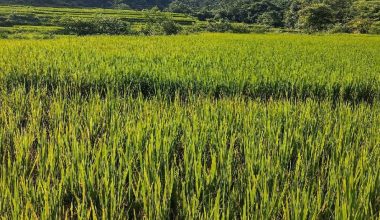 बन्दीपुरका धानबालीमा ब्लाष्ट रोग देखियो