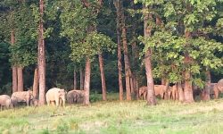 हात्ती भगाउने पुराना तरिका असफल, किसान चिन्तित