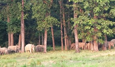हात्ती भगाउने पुराना तरिका असफल, किसान चिन्तित