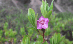 अन्नपूर्ण पदमार्गमा ढकमक्क ‘पोथ्रे गुराँस’