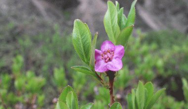 अन्नपूर्ण पदमार्गमा ढकमक्क ‘पोथ्रे गुराँस’