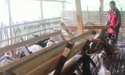 पूर्व गोरखा सैनिक राईको लोभलाग्दो बाख्रापालन व्यावसाय