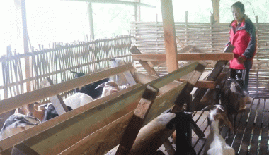 पूर्व गोरखा सैनिक राईको लोभलाग्दो बाख्रापालन व्यावसाय