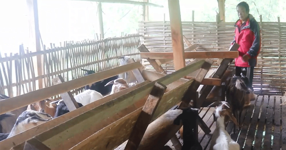 पूर्व गोरखा सैनिक राईको लोभलाग्दो बाख्रापालन व्यावसाय