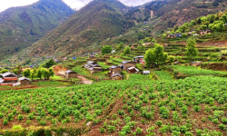 बागलुङमा खायन आलुखेतीको क्षेत्र विस्तार