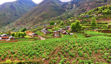 बागलुङमा खायन आलुखेतीको क्षेत्र विस्तार