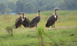 गिद्धको सङ्ख्या बढ्दै, संरक्षणकर्मी उत्साहित