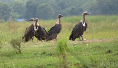 गिद्धको सङ्ख्या बढ्दै, संरक्षणकर्मी उत्साहित