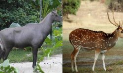 उद्धार केन्द्रका नीलगाई र चित्तल पाल्नै गाह्रो