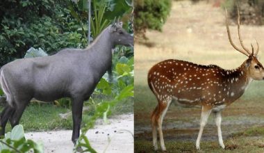 उद्धार केन्द्रका नीलगाई र चित्तल पाल्नै गाह्रो