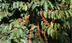 गुल्मीमा ३८ जातमा कफीको जातीय परीक्षण गरिँदै