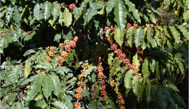 गुल्मीमा ३८ जातमा कफीको जातीय परीक्षण गरिँदै