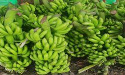 नेपाली केराले नै दसैँ, तिहार र छठ धान्ने, आयात नगर्न अनुरोध