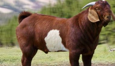 धरान कृषि बजारबाट दुई अर्ब ४० करोडको खसीको कारोबार