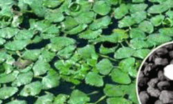 धानखेती डुबानले नष्ट भएपछि सिँघाराखेती गर्दै किसान