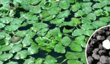 धानखेती डुबानले नष्ट भएपछि सिँघाराखेती गर्दै किसान