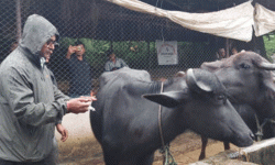 खोरेत रोग नियन्त्रणमा