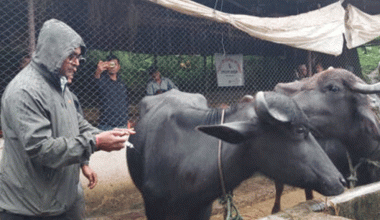 खोरेत रोग नियन्त्रणमा