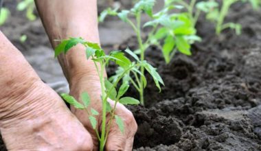 जैविक खेतीलाई अबलम्बन गर्दै घराम्दी र टिकोटका किसान