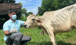 शुक्लाफाँटामा गाईको बाच्छीमा लम्पी स्किन रोग सङ्क्रमण पुष्टि