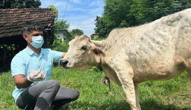 शुक्लाफाँटामा गाईको बाच्छीमा लम्पी स्किन रोग सङ्क्रमण पुष्टि