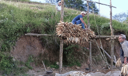 भोजपुरका किसानलाई मकै थन्काउने चटारो