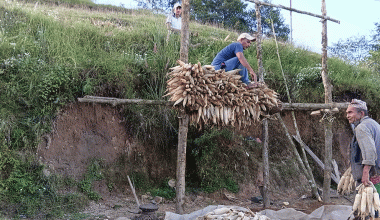 भोजपुरका किसानलाई मकै थन्काउने चटारो