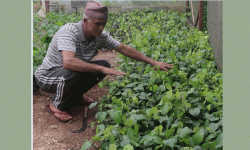 मरिचका बिरुवा बेचेर मनग्य आम्दानी