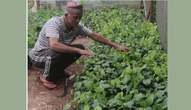 मरिचका बिरुवा बेचेर मनग्य आम्दानी