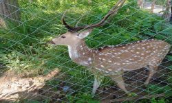 सामुदायिक वनमा बढ्दै वन्यजन्तु र पक्षी