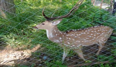 सामुदायिक वनमा बढ्दै वन्यजन्तु र पक्षी