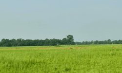 प्रचारप्रसार नहुँदा ओझेलमा शुक्लाफाँटा