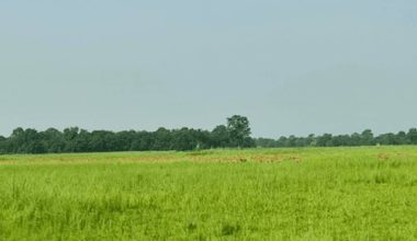 प्रचारप्रसार नहुँदा ओझेलमा शुक्लाफाँटा