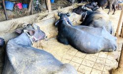 बागलुङका किसानले गराए ७०५ पशुको बिमा