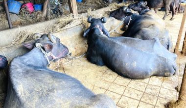 बागलुङका किसानले गराए ७०५ पशुको बिमा