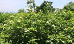 फूलखेतीबाट आत्मनिर्भर बन्दै शुलभ