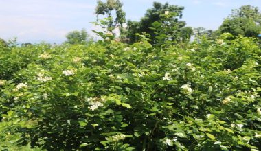 फूलखेतीबाट आत्मनिर्भर बन्दै शुलभ