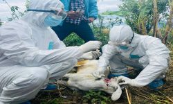 सुदूरपश्चिममा रेबिज सङ्क्रमण बढ्दो, नियन्त्रणमा चुनौती