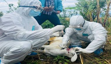 सुदूरपश्चिममा रेबिज सङ्क्रमण बढ्दो, नियन्त्रणमा चुनौती