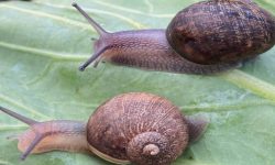 नेड द स्नेलको रूप, धैर्य र प्रेमको असाधारण कथा