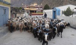 डोल्पा र जुम्लाका भेडाच्याङ्ग्रा मुस्ताङमा