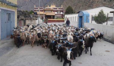 डोल्पा र जुम्लाका भेडाच्याङ्ग्रा मुस्ताङमा