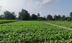 देउकुमारको कृषि फार्ममा तीस लाखको रायोको साग