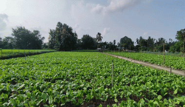 देउकुमारको कृषि फार्ममा तीस लाखको रायोको साग