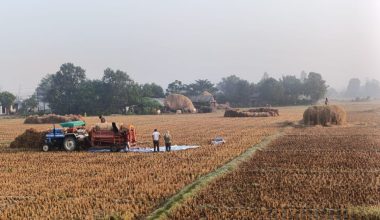 किसानलाई धान भित्र्याउन भ्याइनभ्याई