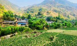 बागलुङमा एक अर्ब ९४ करोड ६० लाखको आलु उत्पादन