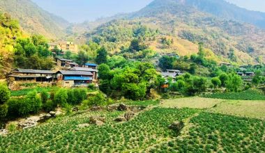 बागलुङमा एक अर्ब ९४ करोड ६० लाखको आलु उत्पादन