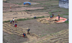 नुवाकोटका किसान बर्सातकै बीचमा धान भित्र्याउन व्यस्त